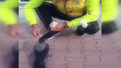 “Karaoğlan” ismi verilen karga, spor tesisinin maskotu haline geldi