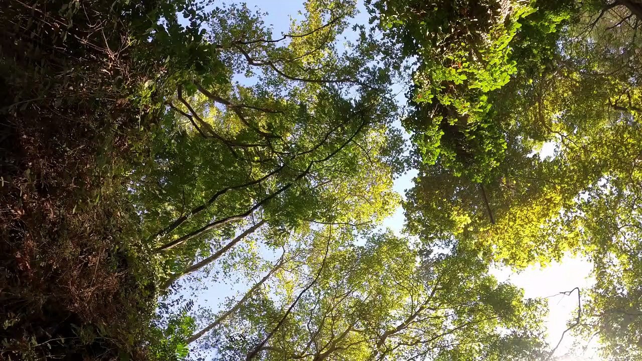 Into The Jungle