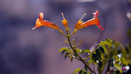 Giro d'Italia 2020 | Stage 7 | The Start