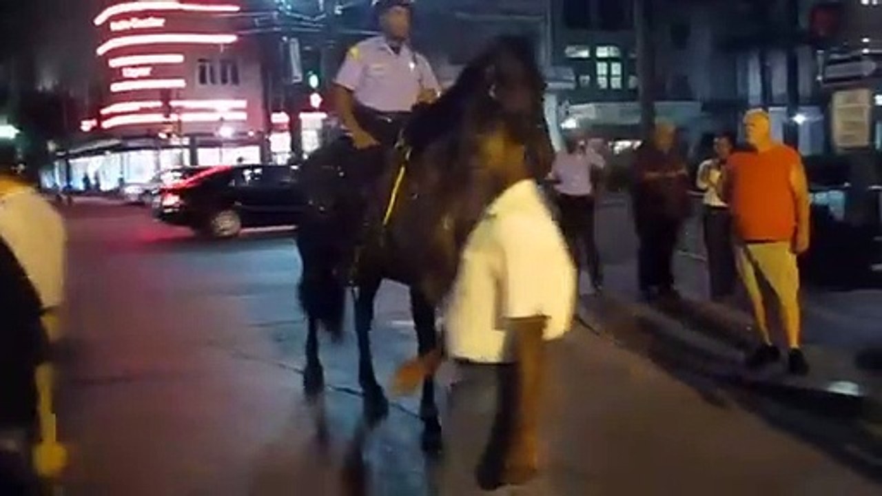 Un cheval plein de talent