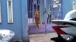 Un chien acrobate