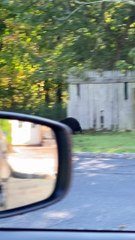 Bears Go Dumpster Diving for Chinese Food