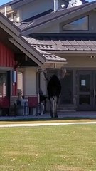 Small Dog Moves Large Moose Along