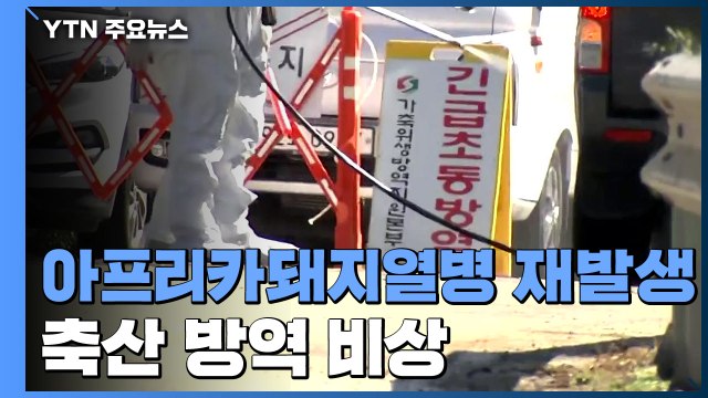 국내에서 1년 만에 아프리카돼지열병 발생...긴급 방역 조치 / YTN