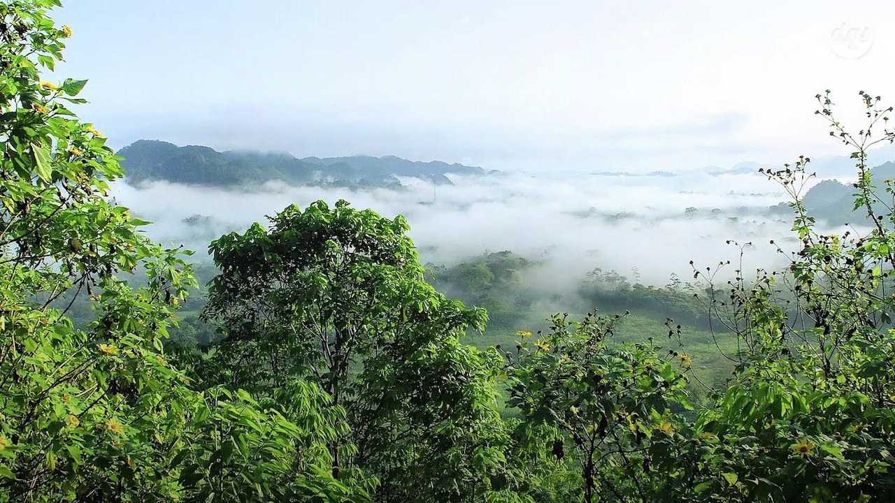 40 % de la forêt amazonienne pourrait se transformer en savane