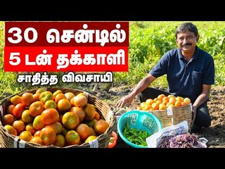 30 சென்டில் 5 டன் தக்காளி மகசூல்... வழி சொல்லும் விவசாயி! #PasumaiVikatan #Tomatto