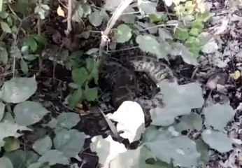 सड़क किनारे मृत अवस्था में मिला अजगर, जनता का लगा जमावड़ा