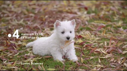 Le monde de Jamy : Les premiers pas de nos animaux préférés - Bande annonce
