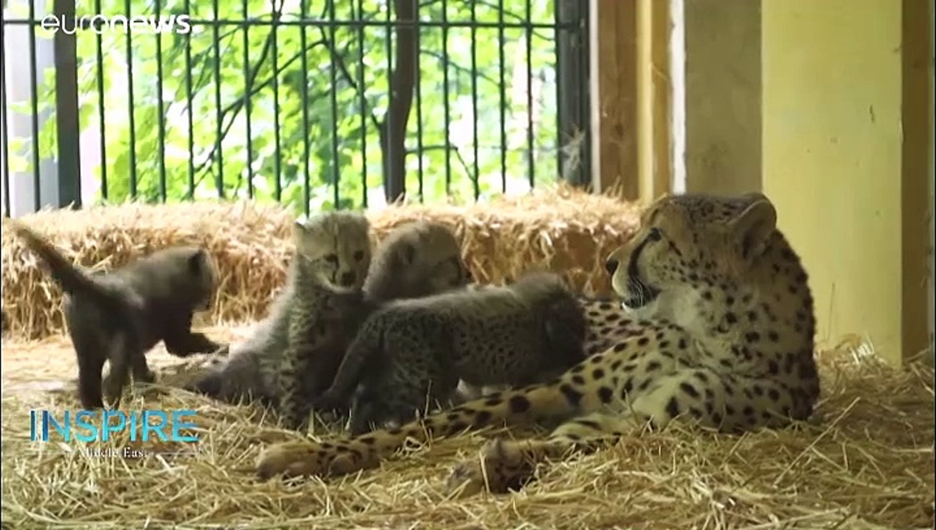 ⁣Exotic, endangered & trafficked animals in the Middle East receive UAE care