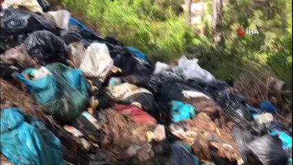 Kaçak kesilen domuzların iç organları ormanda bulundu, muhtar isyan etti