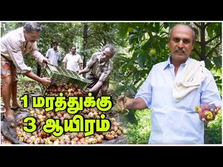 100 ஆண்டுகள் வருமானம் தரும் மங்குஸ்தான் மர வளர்ப்பு!  Mangustan Fruit