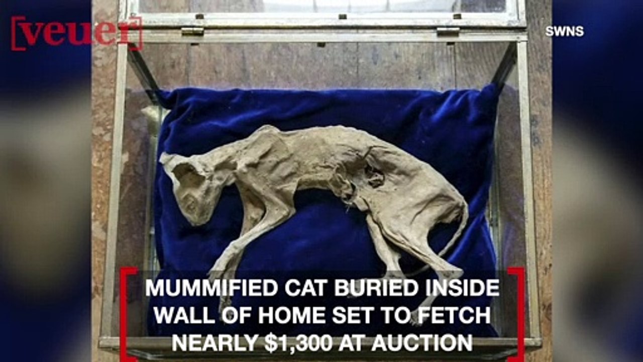 Mummified Cat Found in House in Transylvania Set To Fetch Around $1,300 at Auction