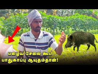 காட்டுப் பன்றியிடமிருந்து நிலத்தை காக்க சேலையே போதும்!