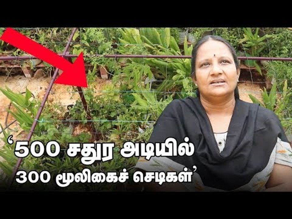 300 மூலிகைகள் ஒரே இடத்தில்..! சென்னையில் செழிக்கும் மாடித்தோட்டம்!