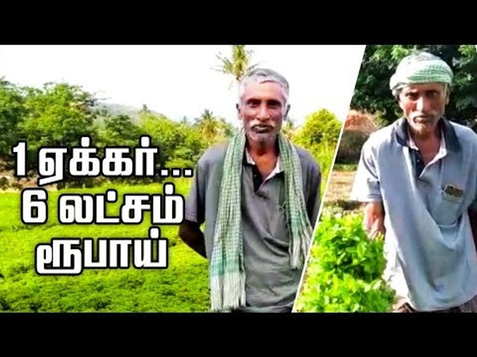 "1 ஏக்கர்ல  6 லட்சம் கிடைக்குது"- புத்துணர்ச்சி கொடுக்கும் புதினா வருமானம்!