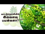 நெல்லிக்காயின் நன்மைகள் - Amla Benefits Tamil