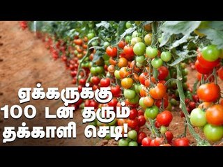 தக்காளி ஏக்கருக்கு 100 டன் மகசூல்... செடி உயரமோ 15 அடி... அசத்தும் தக்காளி சாகுபடி!