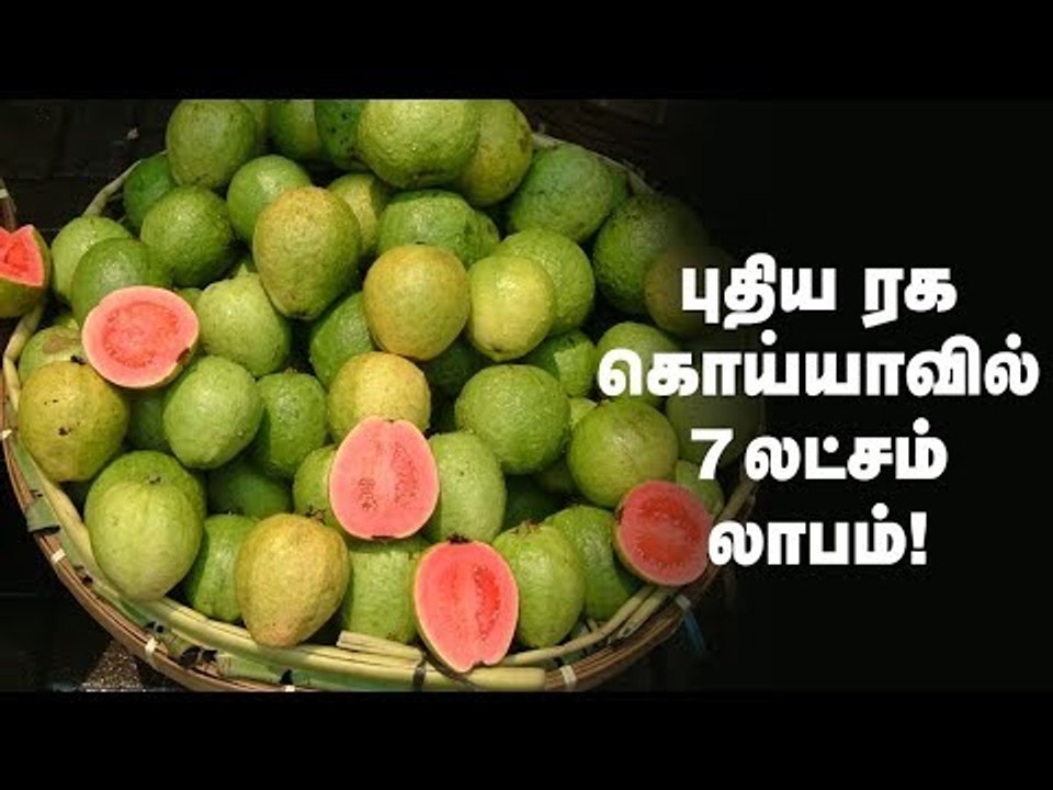 புதிய ரக கொய்யாவில்  ஆண்டுக்கு 7 லட்சம் ரூபாய் லாபம்!