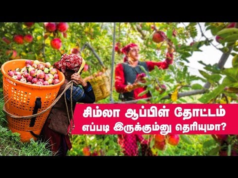 சிலிர்க்க வைக்கும் சிம்லா ஆப்பிள் தோட்டம்! #Apple #Simla #PasumaiVikatan