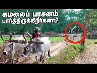 மறைந்து வரும் கமலைப் பாசனம்... நீங்கள் பார்த்திருக்கிறீர்களா?!