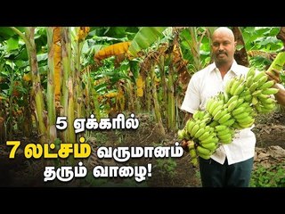 5 ஏக்கரில் 7 லட்சம் வருமானம் தரும் வாழை!  #Vaazhai #PasumaiVikatan