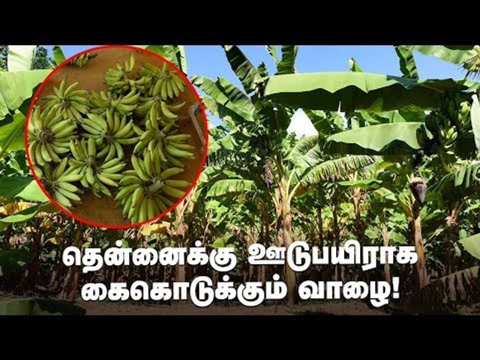 வளமான வருமானத்துக்கு தென்னைக்கு ஊடுபயிராக வாழை - ஓர் அலசல்! #Banana #Coconut #PasumaiVikatan