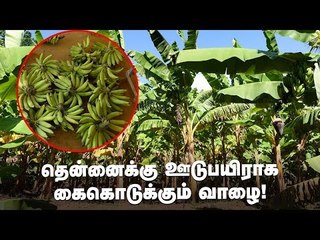 வளமான வருமானத்துக்கு தென்னைக்கு ஊடுபயிராக வாழை - ஓர் அலசல்! #Banana #Coconut #PasumaiVikatan