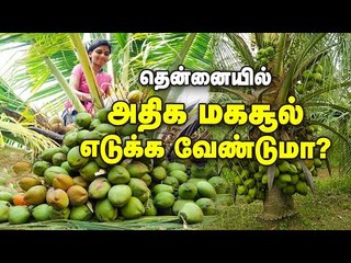 தென்னை காயாமல் தடுக்க, அதிக மகசூல் பெற வேண்டுமா?... இதை செய்யுங்க!