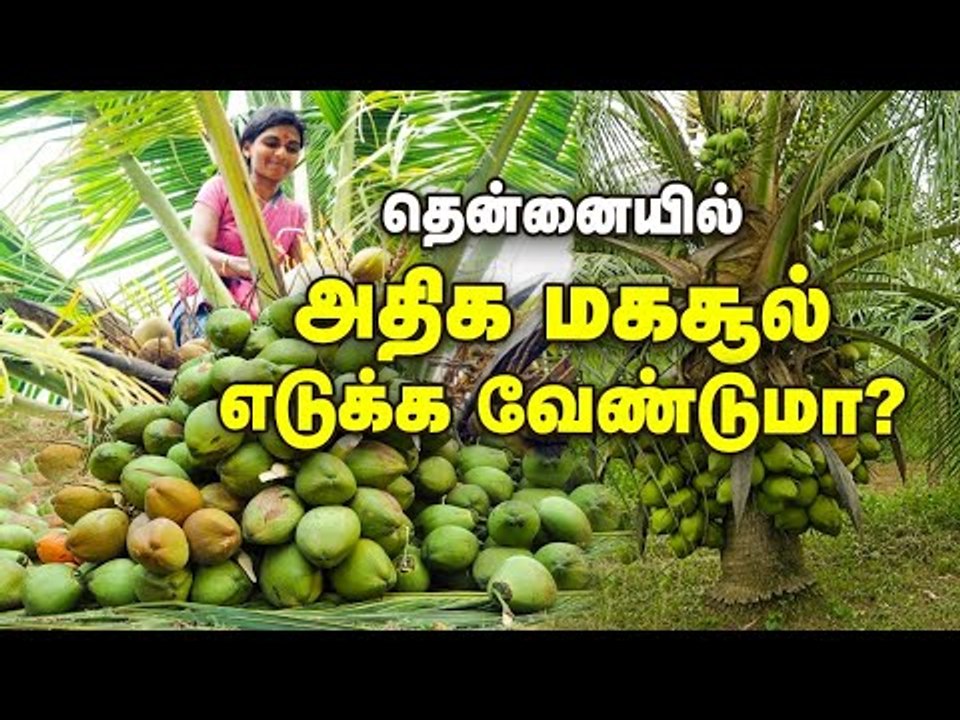 தென்னை காயாமல் தடுக்க, அதிக மகசூல் பெற வேண்டுமா?... இதை செய்யுங்க!
