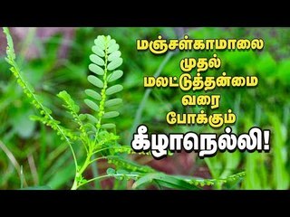மஞ்சள்காமாலை முதல் மலட்டுத்தன்மை வரை போக்கும் கீழாநெல்லி! #Keelanelli #Herbals  #PasumaiVikatan