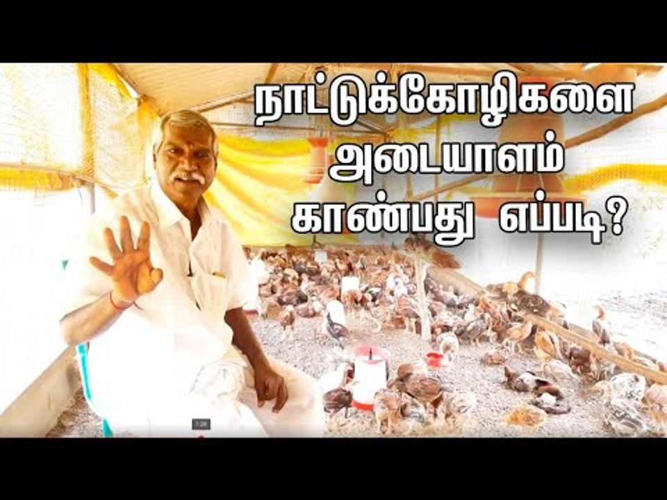 போண்டாகோழி vs நாட்டுக்கோழி... வித்தியாசம் காண்பது எப்படி?..A-Z தகவல்கள்! #PasumaiVikatan #NattuKozhi