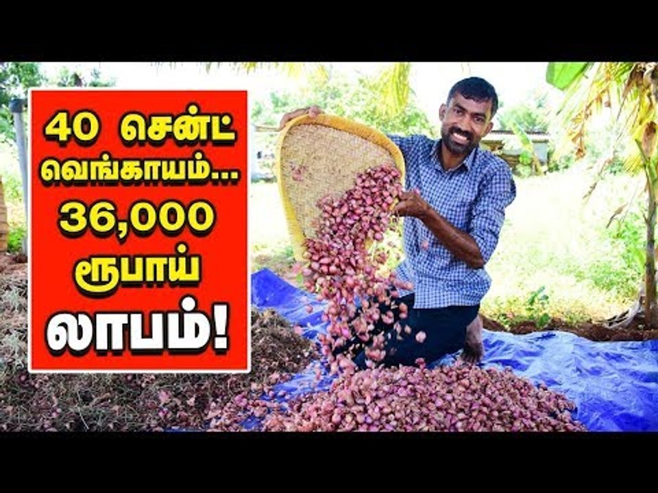 '40 சென்ட்... 30,000 ரூபாய் லாபம்' - வாழைக்கு ஊடுபயிராக சின்ன வெங்காயம்!