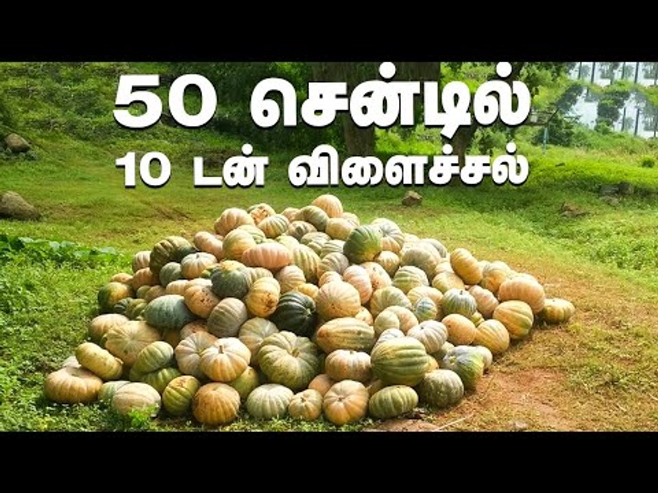 50 சென்டில் ஒன்றரை லட்சம் ரூபாய்... நேரடி விற்பனையில் நல்ல வருமானம்!