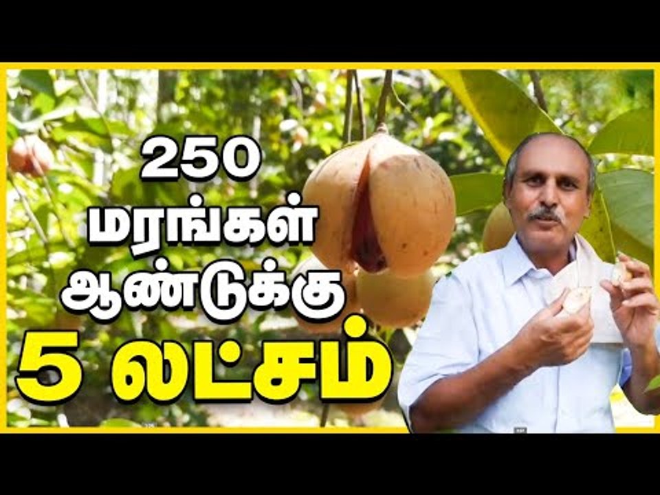 தென்னையில் ஊடுபயிர் கொடுக்கும் உன்னத லாபம்!