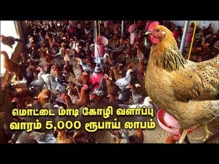 சென்னைக்குள் மொட்டை மாடி கோழி வளர்ப்பு! #NattuKozhi #PasumaiVikatan