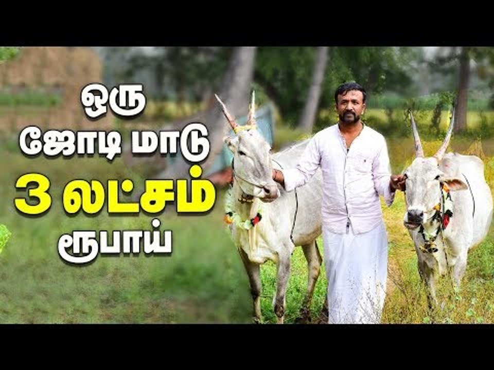 ஒரு ஜோடி ரூ. 3 லட்சம்... அசத்தும் ஹல்லிக்கர் நாட்டு மாடுகள்!