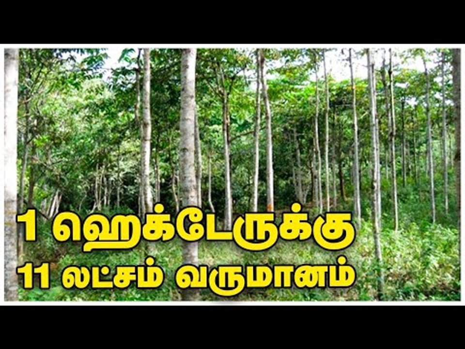 கைமேல் காசு தரும் கடம்ப மரச்சாகுபடி..வழிகாட்டும் வனப்பெருக்கு நிறுவனம்