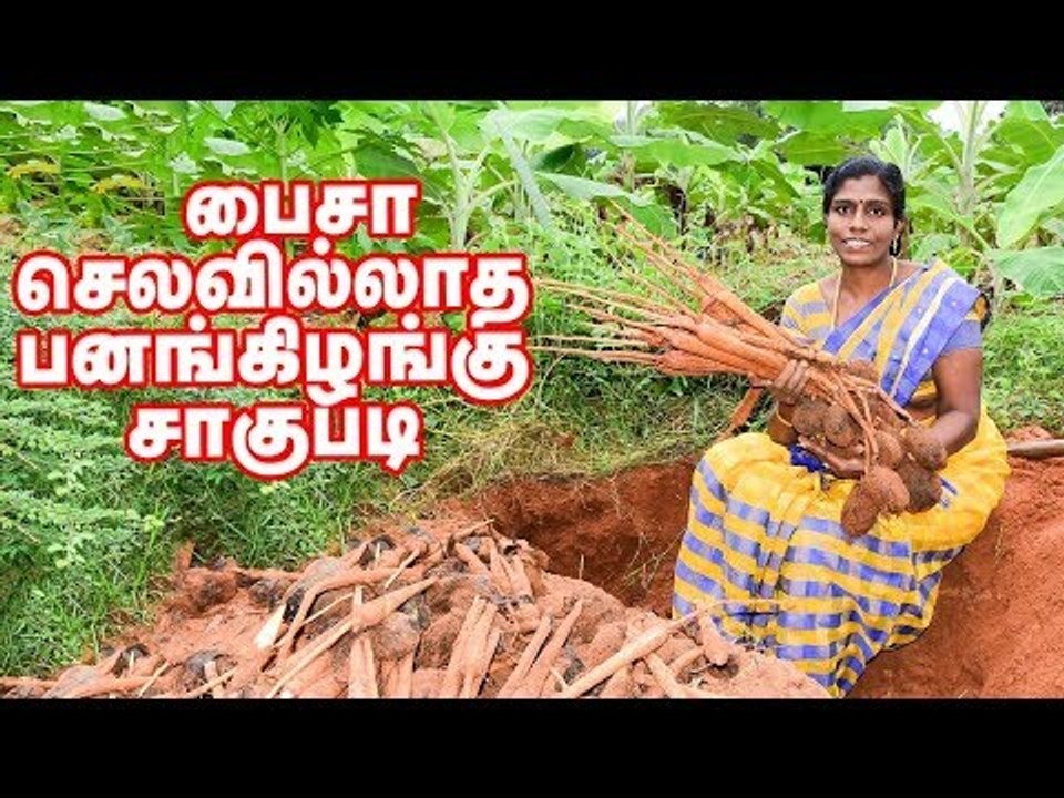 பைசா செலவில்லாத பனங்கிழங்கு சாகுபடி செய்யும் பெண்!