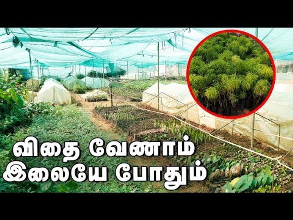 'விதைகள் இல்லாமல் இலைகள் மூலம் நாற்று உற்பத்தி... செய்வது எப்படி?
