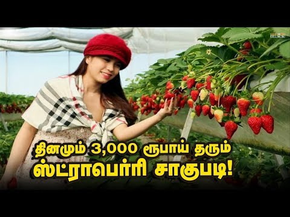 தினமும் 3,000 ரூபாய் வருமானம் தரும் ஸ்ட்ராபெர்ரி சாகுபடி! #Strawberry #PasumaiVikatan