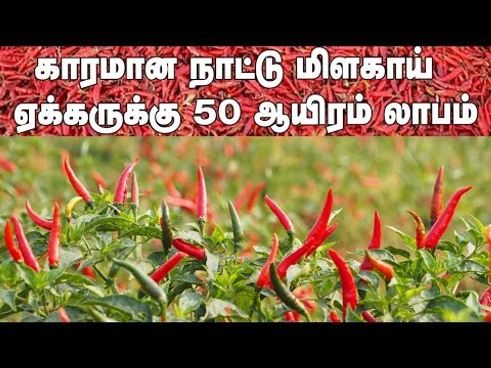 ஏக்கருக்கு 50 ஆயிரம் லாபம் தரும் நாட்டு மிளகாய்!