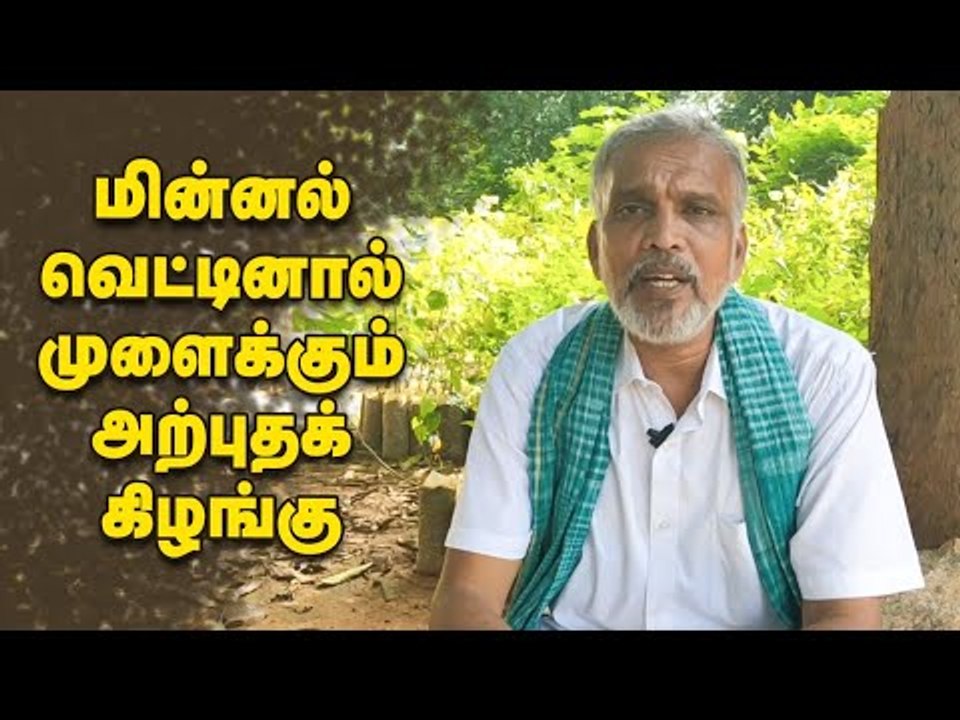 மின்னல் வெட்டினால் முளைக்கும் அற்புதக் கிழங்கு!