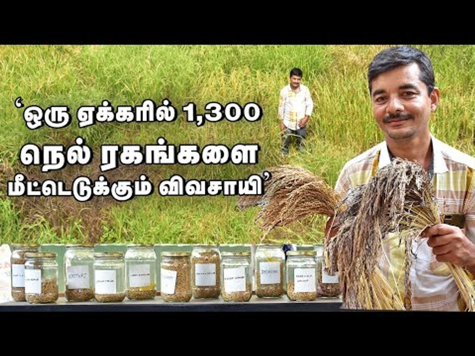 ஒரு ஏக்கரில் 1,300 நெல் ரகங்கள்... பாரம்பர்ய நெல்களை மீட்கும் விவசாயி!