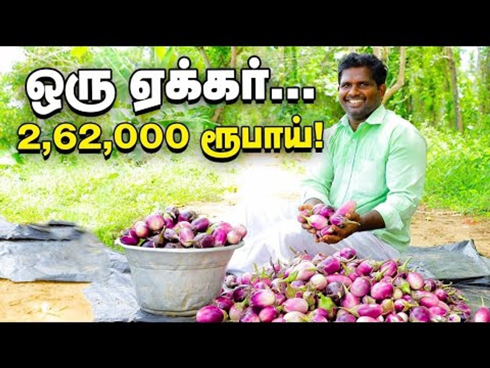 செம்மையான லாபம் கொடுக்கும் செவந்தம்பட்டி கத்திரி!