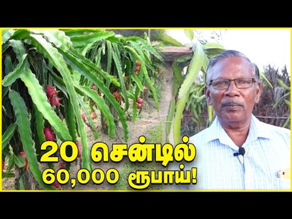 20 சென்டில் 60,000 ரூபாய் வருமானம் தரும் டிராகன் ஃப்ரூட்! Dragon Fruit