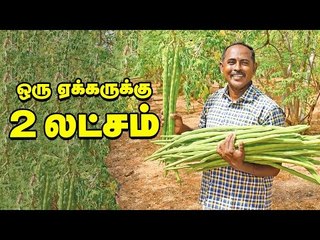 20 வருடங்கள் வருமானம் தரும் புதிய முருங்கை!