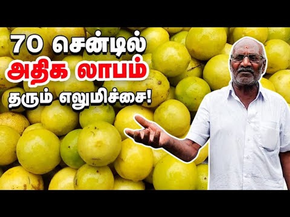 எலுமிச்சை சாகுபடியில் லாபம் பெறுவது எப்படி? - வழிகாட்டும் விவசாயி! #Lemon Farming