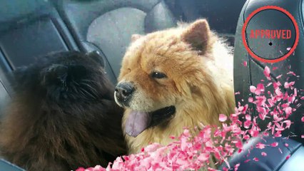 Chow Chow - Dog Breed -  Fudge and Gus Travelling Dogs