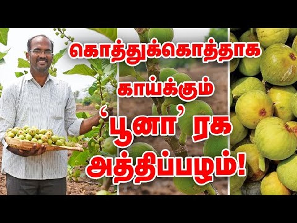 வருடத்தில் 8 மாதம் காய்க்கும் 'பூனா' ரக அத்திப்பழ சாகுபடி... ! #FigFruit #Athipalam #PasumaiVikatan