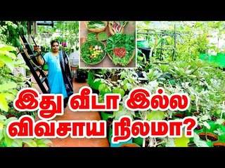 மாடியில் விவசாயம் செய்யும் பெண்! Terrace Garden Farming #TerraceGardenTips